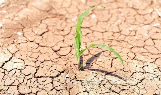 Kuraklık mağduru çiftçilere destek ödeniyor!