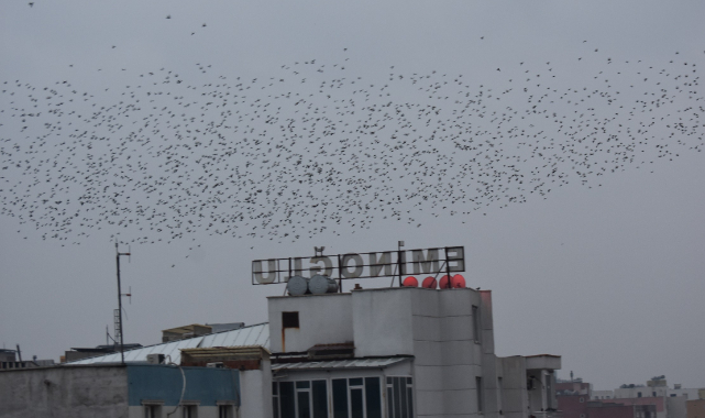 Sığırcık kuşları Siverek'te görüldü