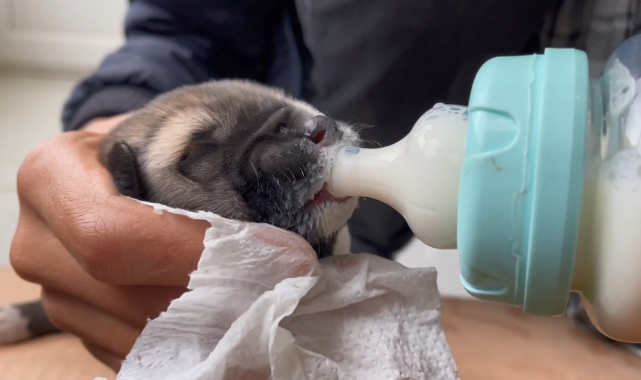 Yavru köpeği biberonla besledi