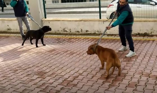 Asiye’ye saldıran köpekler iddianamede silah sayıldı