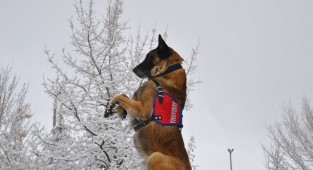 Erzak tespit köpeği operasyonlara yardımcı oluyor!