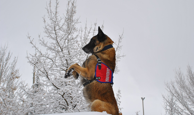 Erzak tespit köpeği operasyonlara yardımcı oluyor!