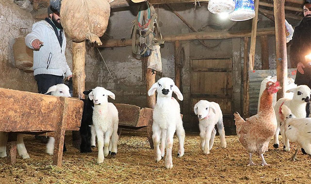 Hayvanları için nöbet tutuyorlar!