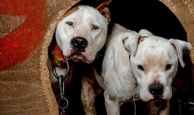 Köpek sahipleri dikkat! Yarın son gün!