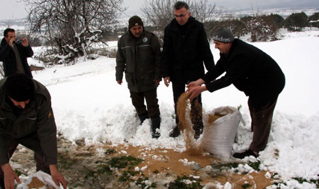 Yaban hayvanları için 35 ton yem bırakıldı!