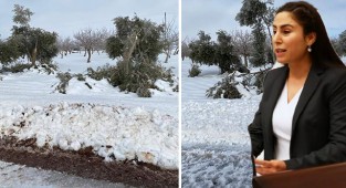 Bozova’daki zeytin ağaçları meclise taşındı