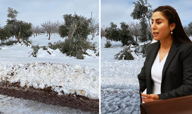Bozova’daki zeytin ağaçları meclise taşındı