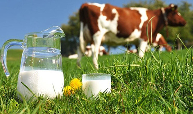 Kısır inek davasında karar çıktı