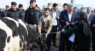 Şanlıurfa'da büyükbaş hayvan dağıtıldı