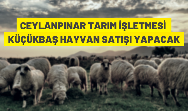 TİGEM küçükbaş hayvan satacak