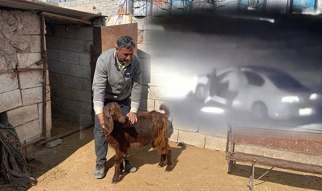 Yoksul adamın keçilerini lüks otomobille çaldılar!