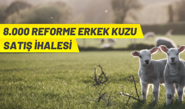 8 bin baş reforme erkek besi kuzusu açık artırmayla satılacak