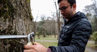 Ağaçların da tomografisi çekilecek!
