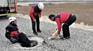 Foseptik çukuruna düşen köpek kurtarıldı!