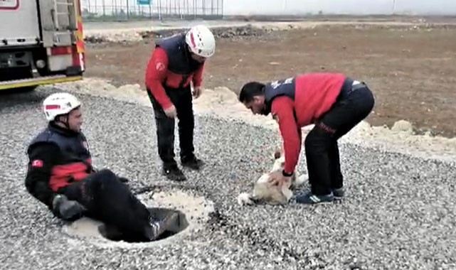 Foseptik çukuruna düşen köpek kurtarıldı!
