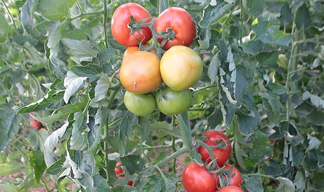 Meyve ihracatı için çözüm aranıyor!