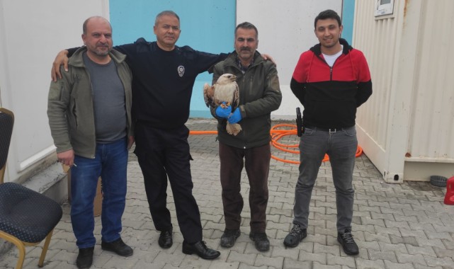 Suruç’ta yaralı kartal bulundu