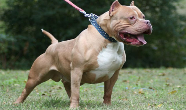 Tehlikeli köpek sahiplerine ceza kesildi!