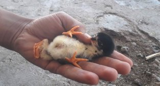 Dört ayaklı civciv görenleri hayrete düşürüyor!