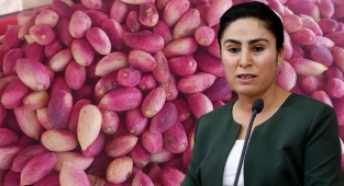 Keten köyneği fıstığı için kanun teklifi