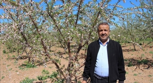 Şanlıurfalı çiftçinin yüzü badem geliriyle güldü