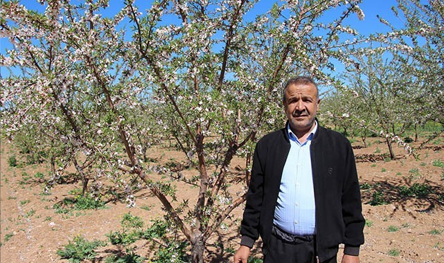 Şanlıurfalı çiftçinin yüzü badem geliriyle güldü