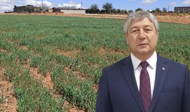 Urfa’da ekinleri kuraklık riski bekliyor!