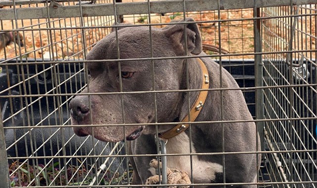 4 kişiye saldıran köpeğin sahibi tutuklandı!