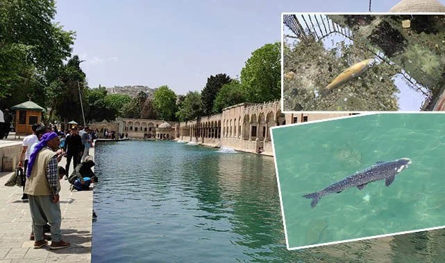 Balık ölümleri durdu mu? Açıklama geldi