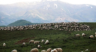 Güneydoğulu besiciler, yaylalara çıktı!