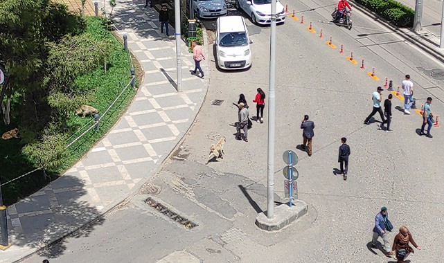 Şanlıurfa'da bir köpek saldırısı daha!