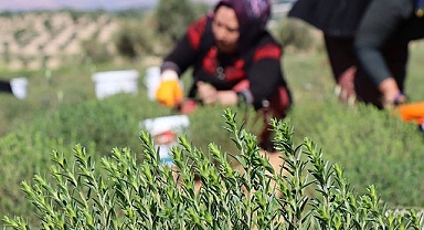 Sınırın sıfır noktasında zahter yetiştiriyor!