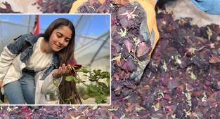 Tescilli karagül hasat ediliyor