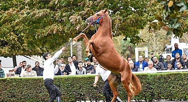 TİGEM, 280 tay satacak!