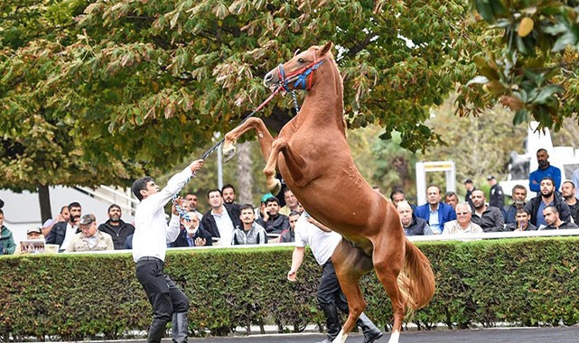TİGEM, 280 tay satacak!