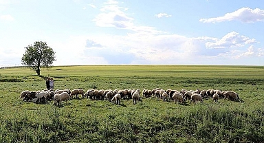 Yağışlarla beraber meralar canlandı!