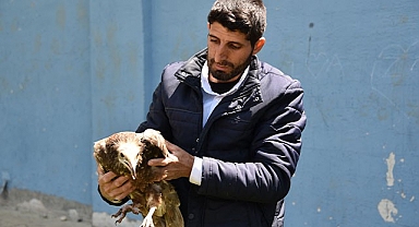 Yaralı akbaba tedaviye alındı!