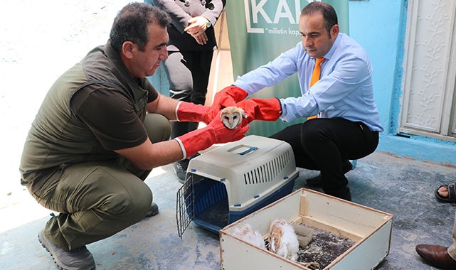 Yavru peçeli baykuşlar koruma altına alındı