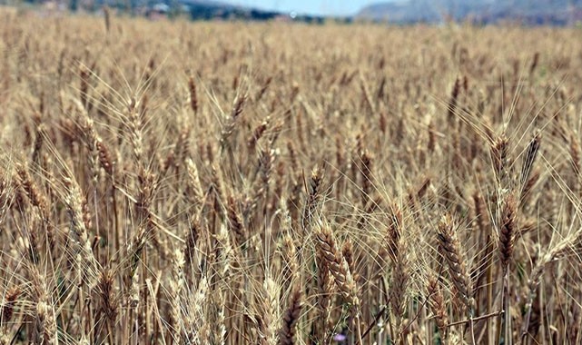 Buğday fiyatındaki yükseliş son bulacak mı?