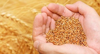 Buğday ve arpa için Urfa çiftçisinin yorumu