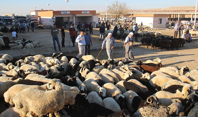Şanlıurfa’da kurbanlık satışları hareketlendi