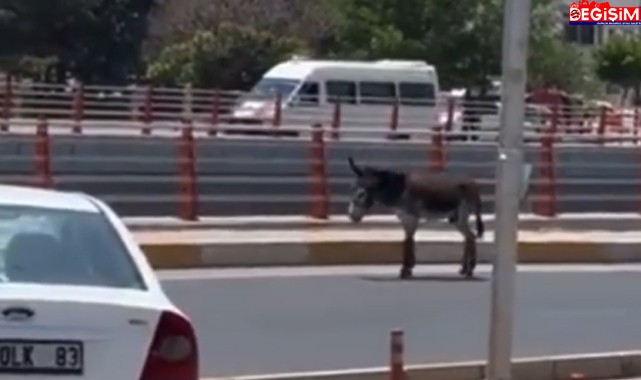 Sahipsiz köpeklerden sonra sahipsiz eşeklerde görüldü