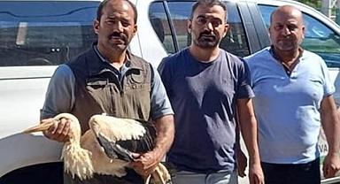 Duyarlı vatandaşlar leyleği ekiplere teslim etti
