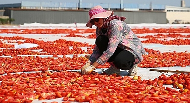 Kuru domates ihracatta rekor kırıyor!