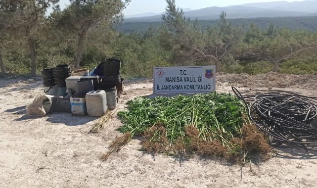 Ormana ektiği kenevirleri sularken yakalandı!