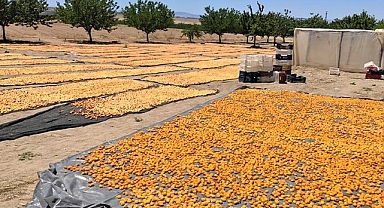 Urfalılar kayısı bahçelerinde ömür çürütüyor!