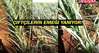 Çiftçiler gemileri yakmak üzere!