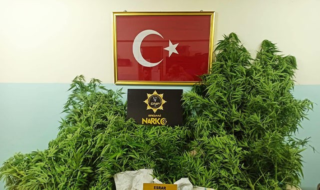 Evinde kenevir yetiştiren şahıs tutuklandı!