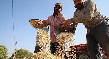 Gaziantep'te fıstık kavlatma telaşı