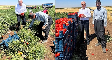 Gök: Domates tarlada 3 lira, markette neden 14 lira